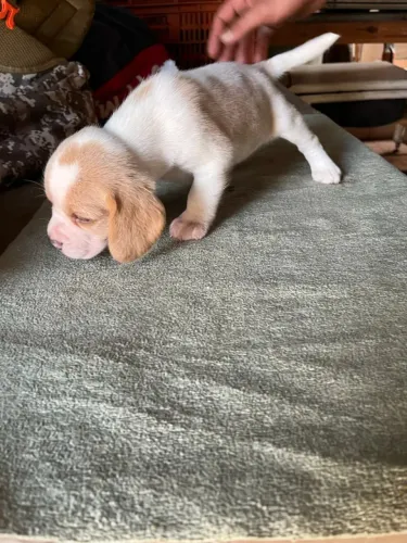 Beagle Um craque esperando uma nova torcida