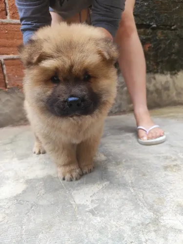 Raça Chow Chow