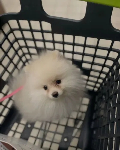Cachorro Lulu da Pomerania filhote lindo em oferta exclusiva de fim de semana