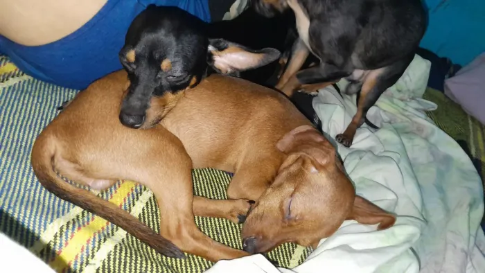 Adoção conscientes de cachorros pinscher
