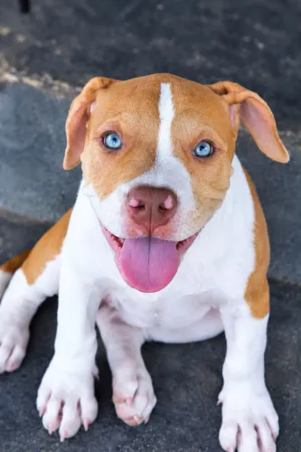 Pit Monster 