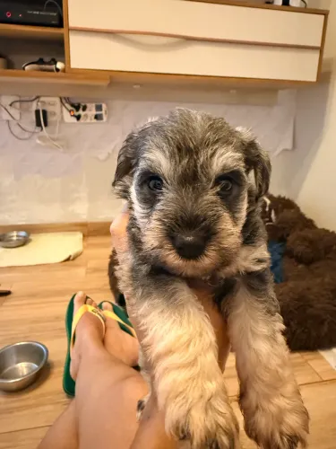 Filhote de schnauzer 