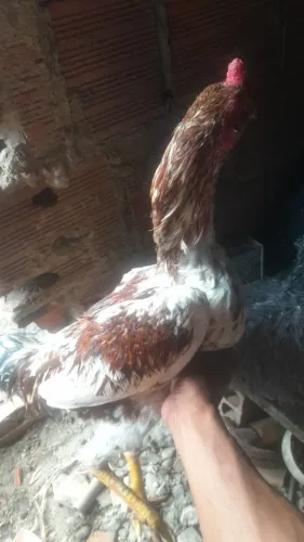 Galo de raça 