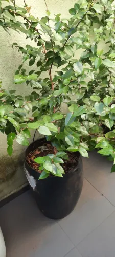 Pé de Pitanga 3 anos 1.70cm
