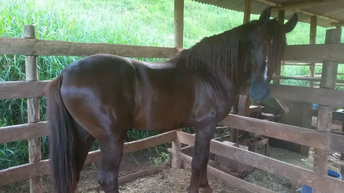Cavalo mangalarga