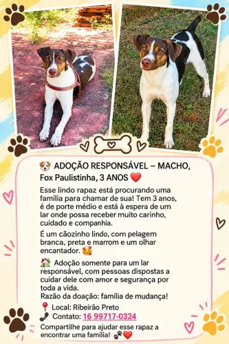 Doação de Fox Paulistinha Macho