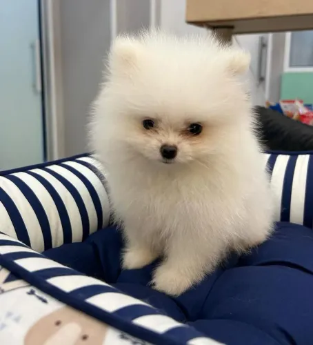 Lulu da pomerania anão ursinho