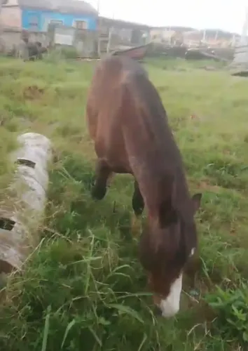 Cavalo malacara criolo puro