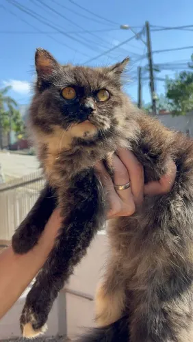 Angora fêmea 