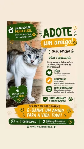 ADOÇÃO GATO