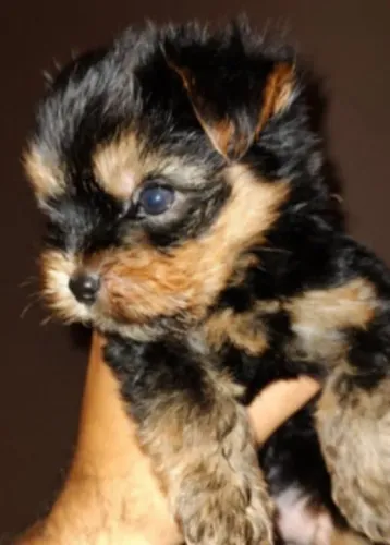Fêmea de Yorkshire terrier disponível