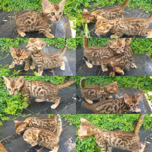 Bengal Filhotes - Gatil BSB Cat