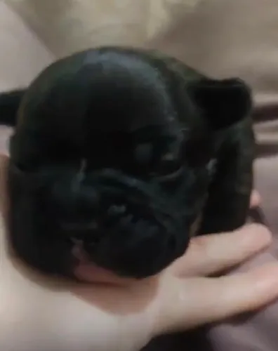 Bulldog frances saudavel