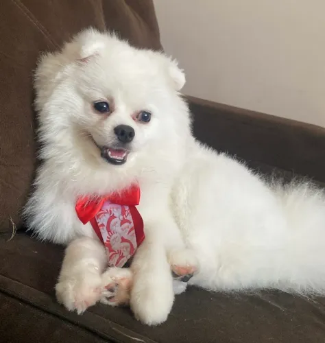Sptiz alemão /lulu da pomerania