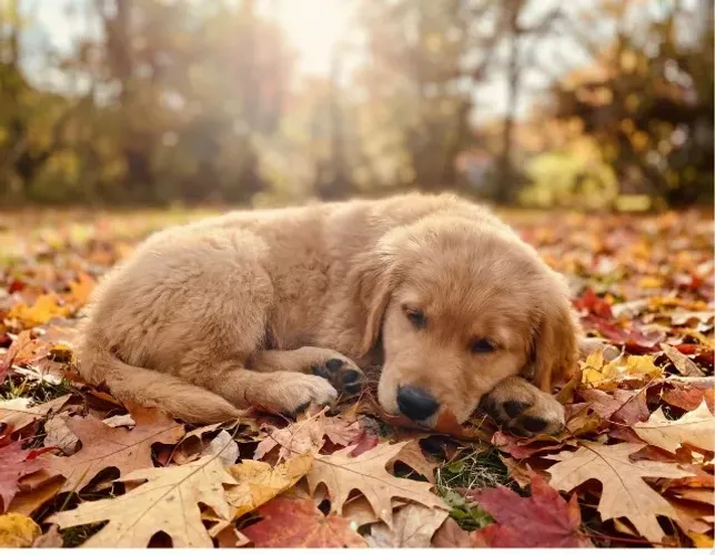 Golden retriever procedencia garantida