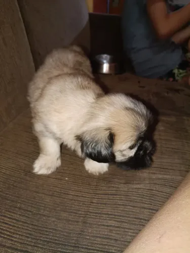 Vendo * watts