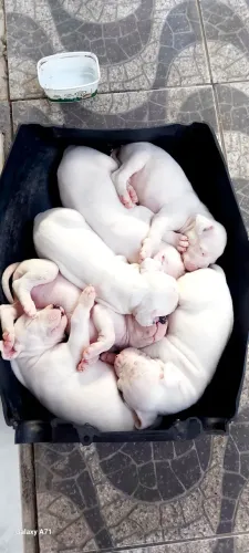 Dogo argentino top