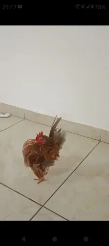 Garnize seráma