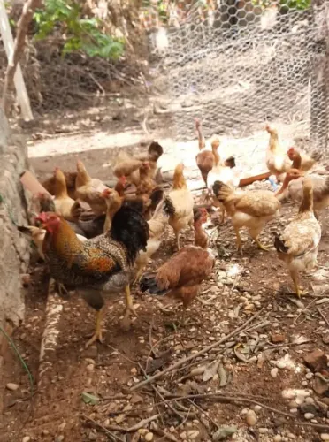 Galinhas