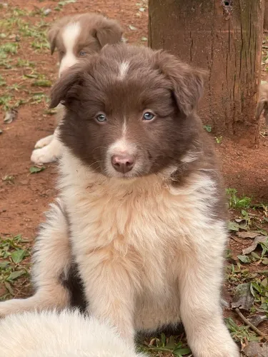 Border collie