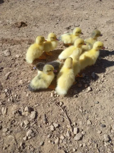 Galinha, pato, pintinho, patinho