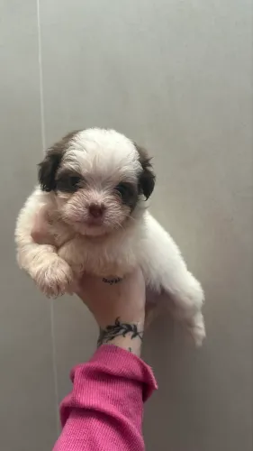 Shihtzu femea