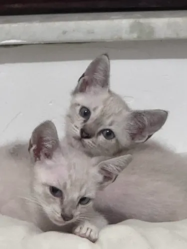 Gatinhos para doação responsável