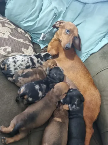 Daschound basset