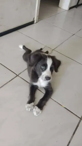 Lindo filhote border collie macho