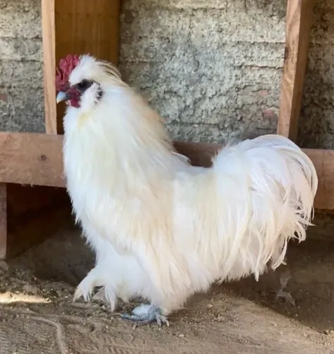 Sedoso do Japão Galo Frango