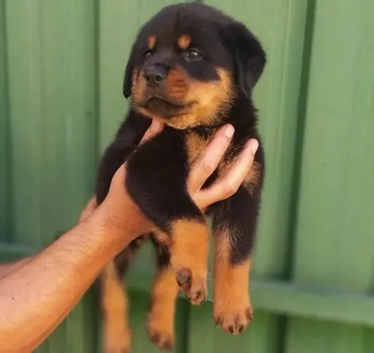 Rottweiler? saúde e qualidade garantida para você 