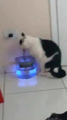 Doação de gato macho castrado 