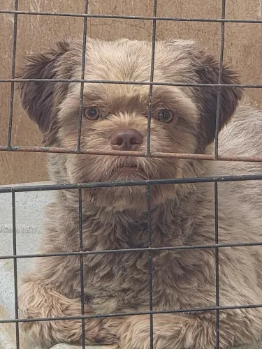Shihtzu macho