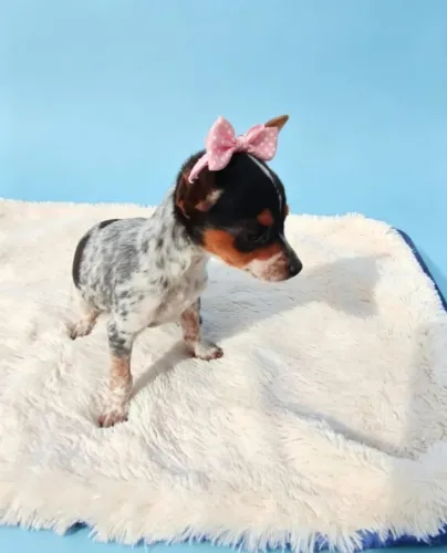 Pinscher Fêmea Encantadora