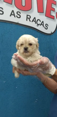 Maltês: O cão de companhia perfeito com total garantia de saúde e pureza.