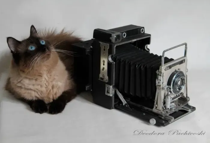 Máquina Fotográfica Graflex Crown 5X4 com tripé antigo