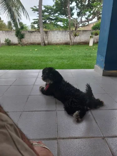 Procura-se Yorkshire Macho pra cruzar