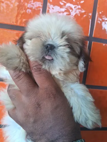Shitzu 