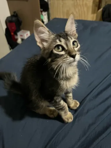 Gato pra adoção responsável