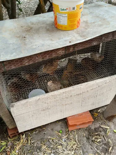 Vendo codorna já na postura 10 reais cada 