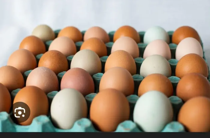 Ovos galados- galinha canela preta.