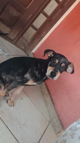 cachorros pra doação 