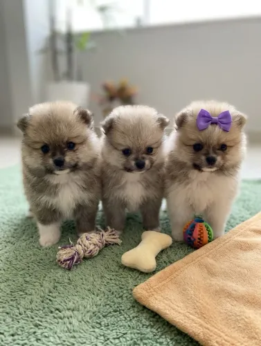 Lulu da pomerania