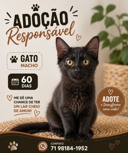 Gato macho adoção responsável 