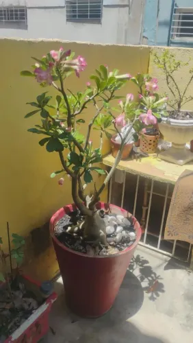 Rosa do deserto