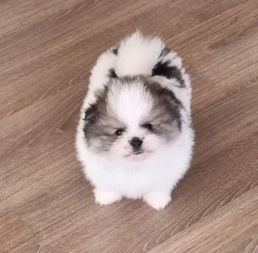 Spitz alemão macho