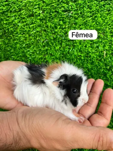 Porquinho da índia abssinio