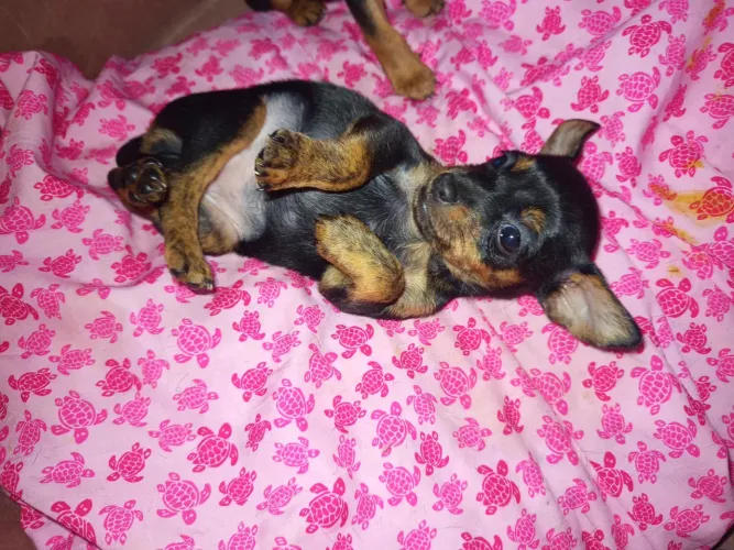 Pinscher