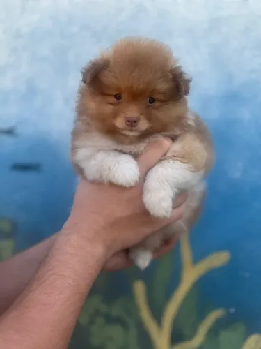 Spitz Alemão Mini - Filhote com Pedigree e Vacinas em Dia