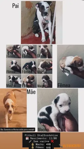 Pitbull Staffordshire